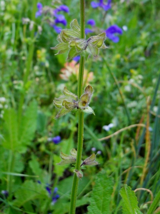 Salvia pratensis